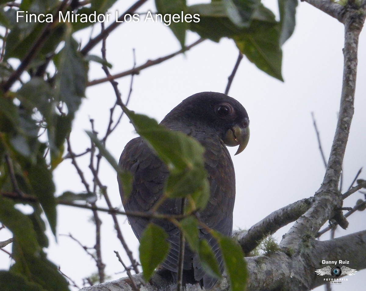 Bronze-winged Parrot - Mirador Los Angeles Finca de descanso