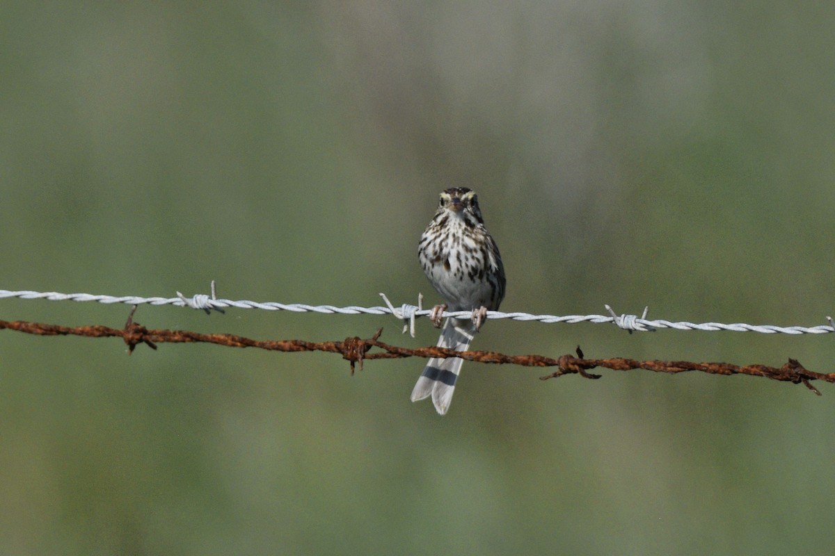 Savannah Sparrow - ML620571496
