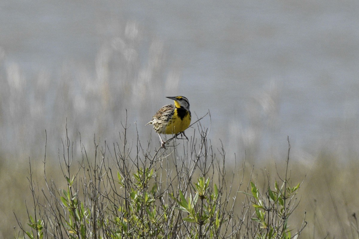 Eastern Meadowlark - ML620571498