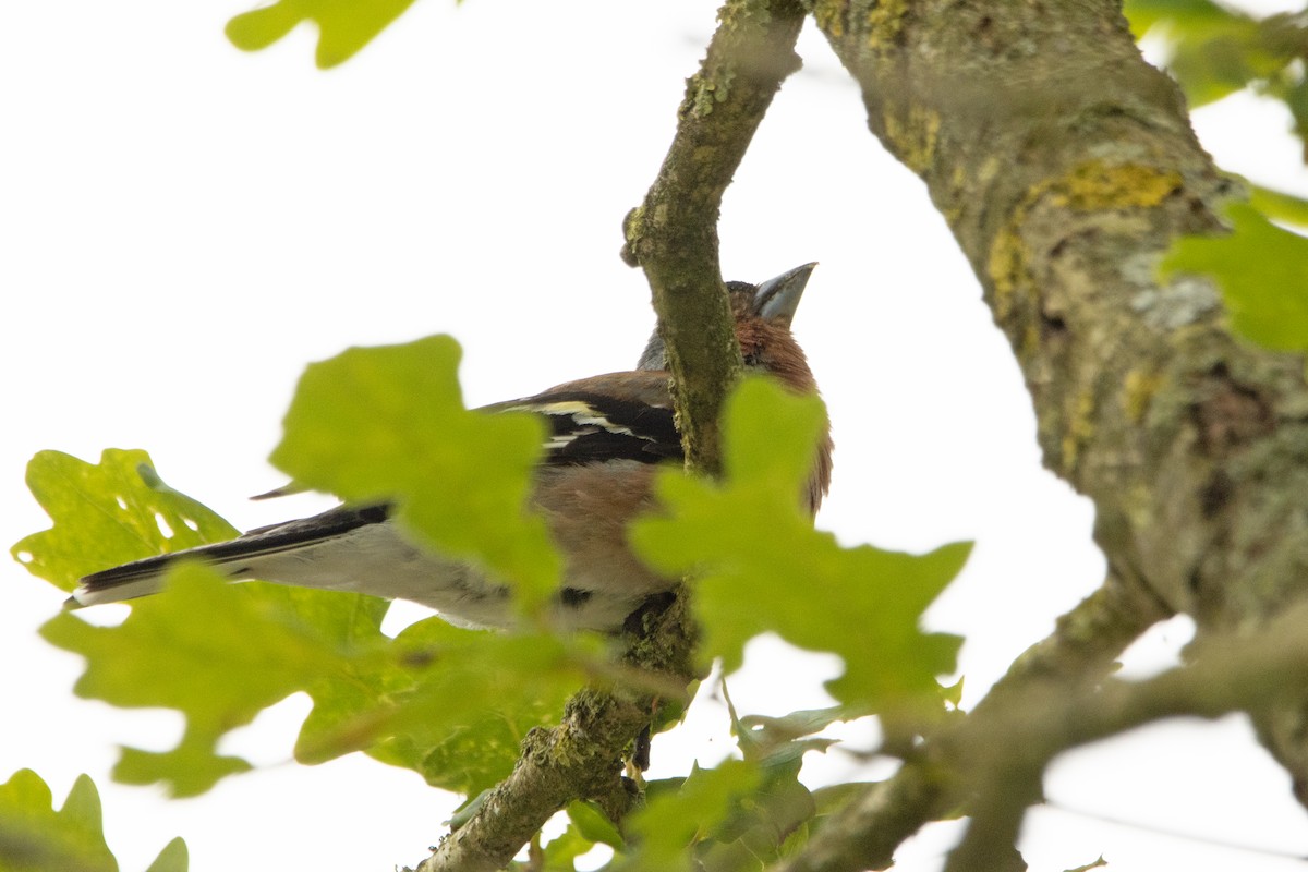 Common Chaffinch - ML620571501