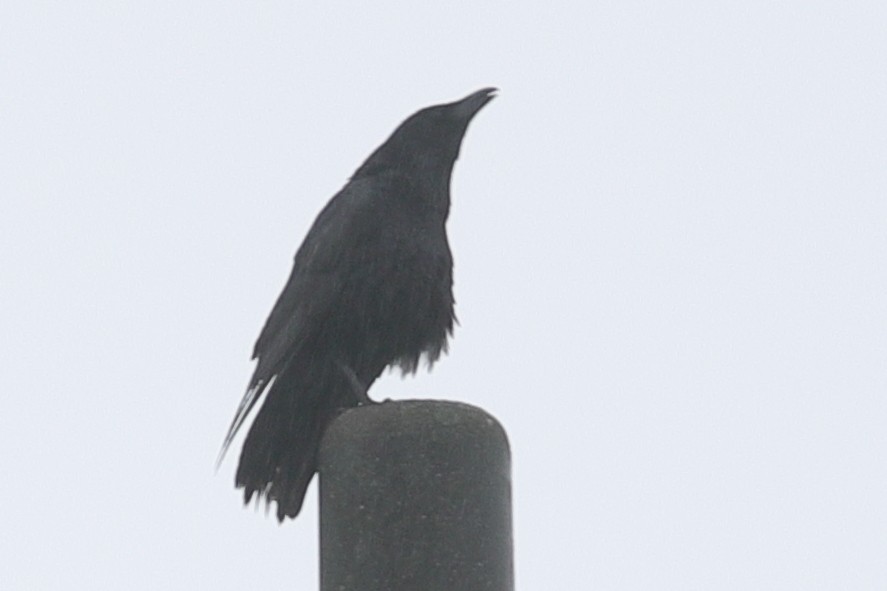 Large-billed Crow - ML620571502