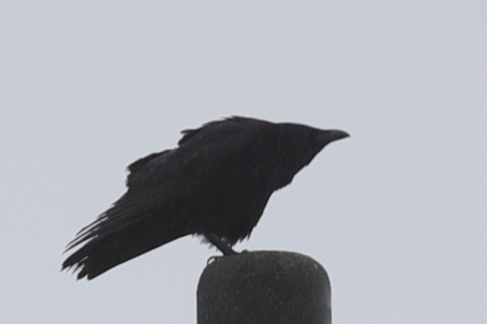 Large-billed Crow - ML620571503