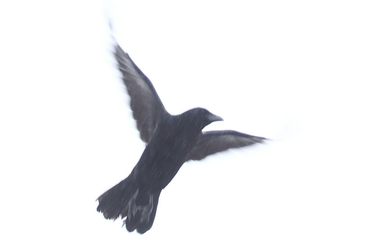 Large-billed Crow - ML620571504