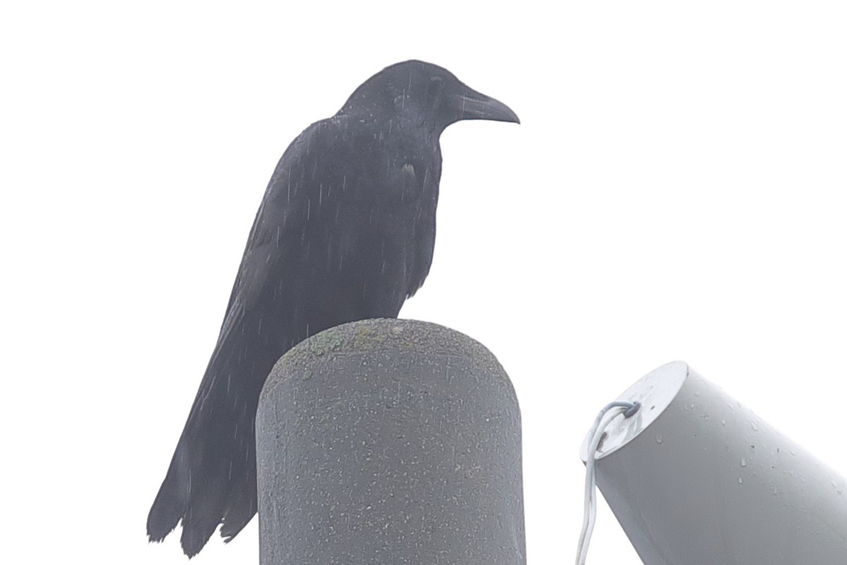 Large-billed Crow - ML620571509
