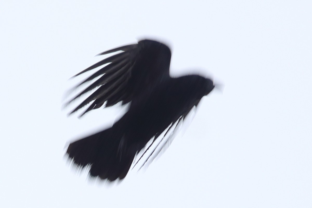 Large-billed Crow - ML620571511