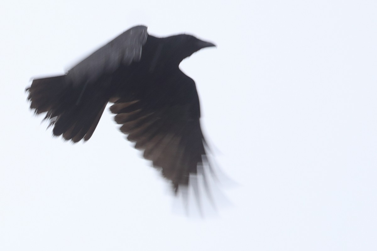 Large-billed Crow - ML620571512