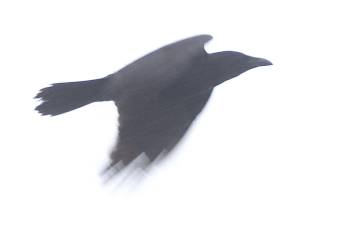 Large-billed Crow - ML620571513