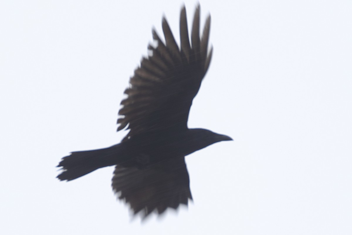 Large-billed Crow - ML620571514