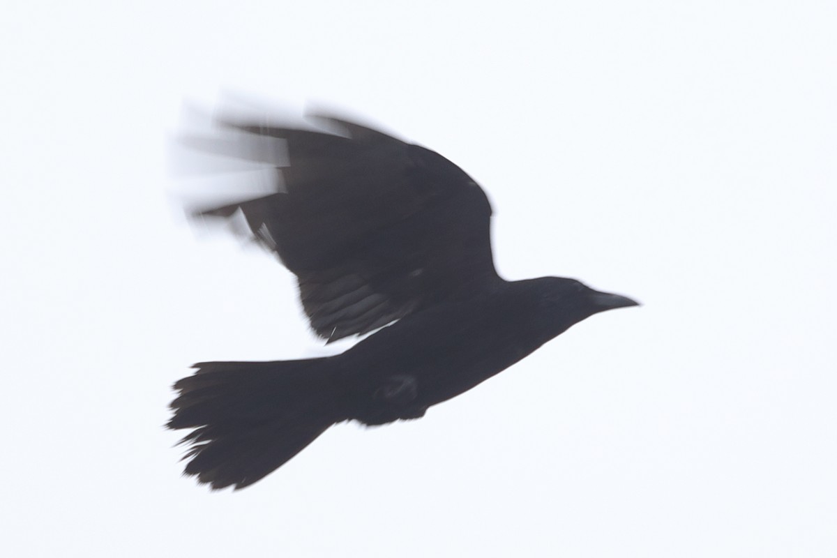 Large-billed Crow - ML620571515