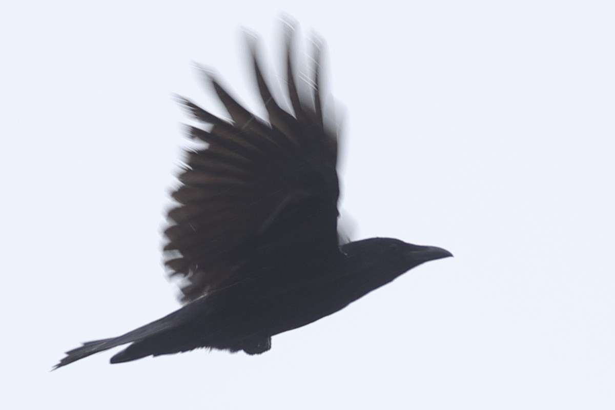 Large-billed Crow - ML620571516