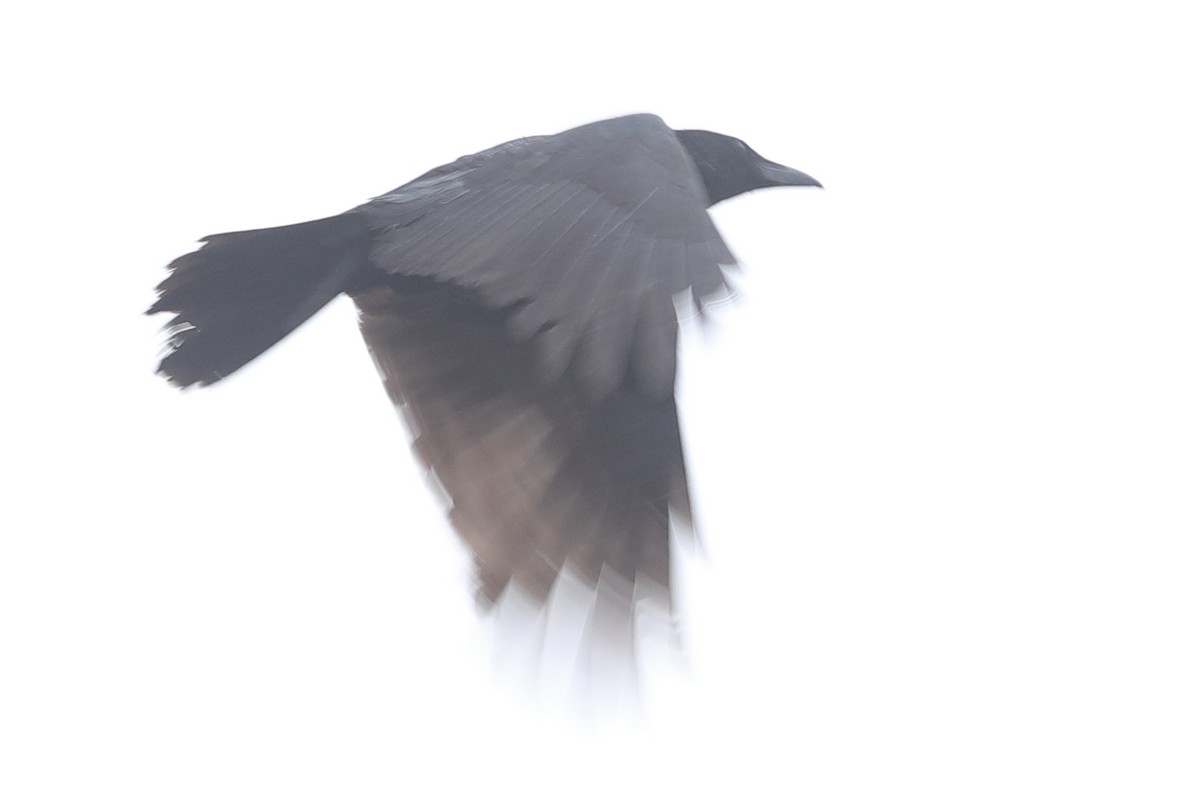Large-billed Crow - ML620571517
