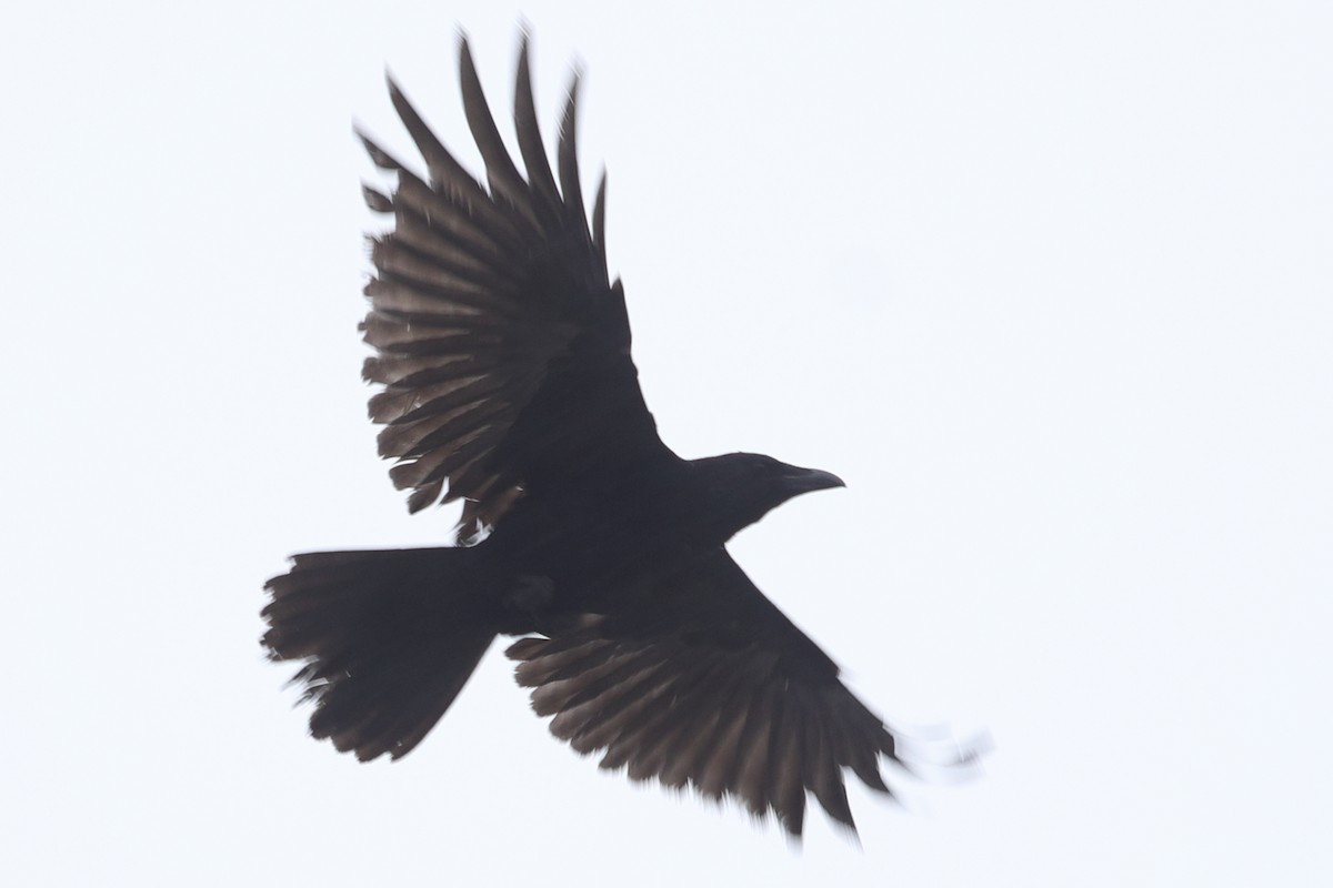 Large-billed Crow - ML620571518