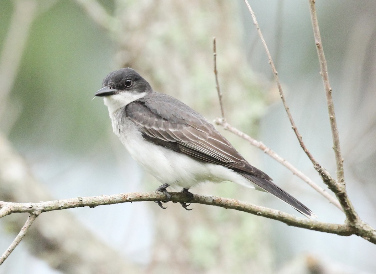 Schieferrücken-Königstyrann - ML620571520