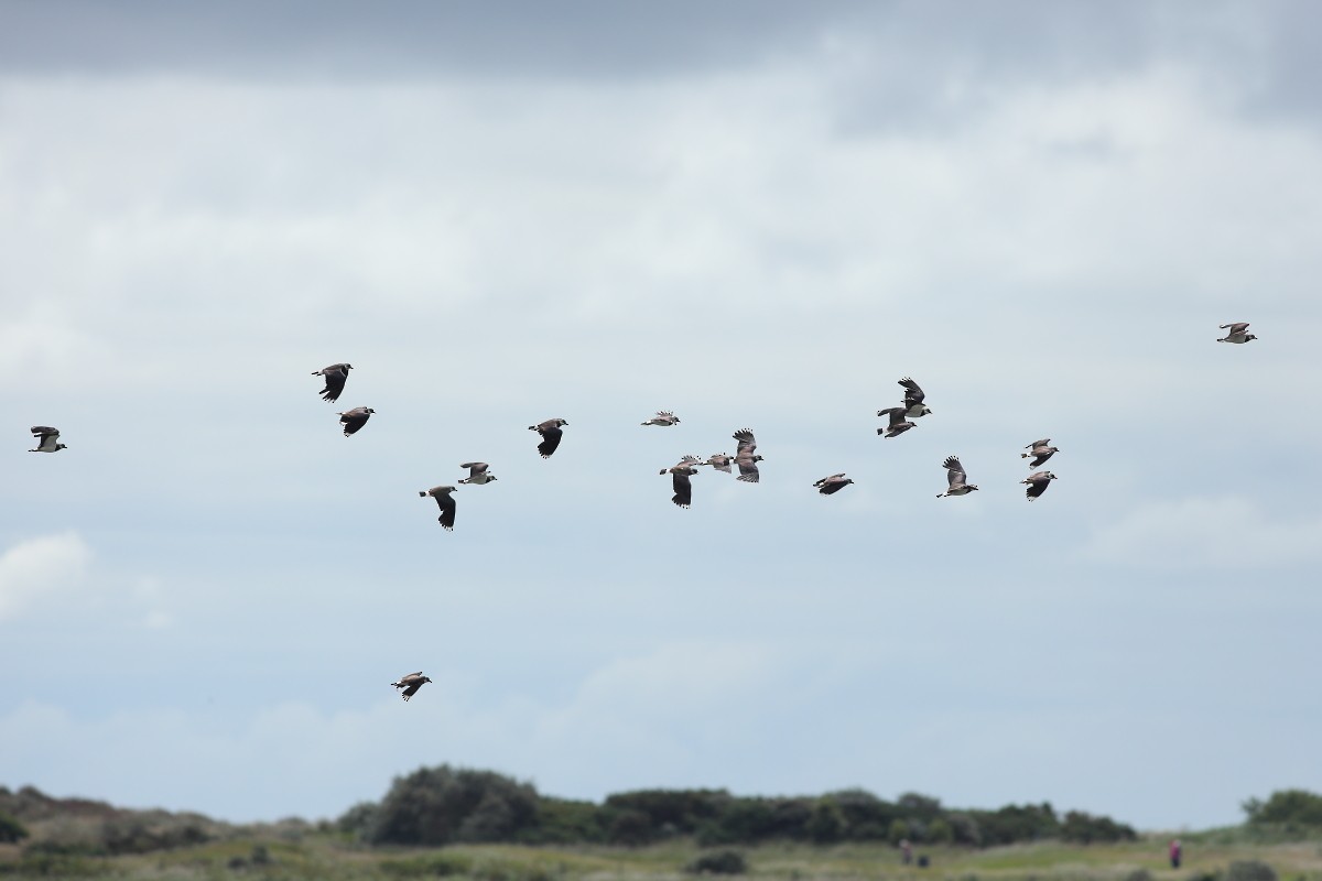 Northern Lapwing - ML620571525