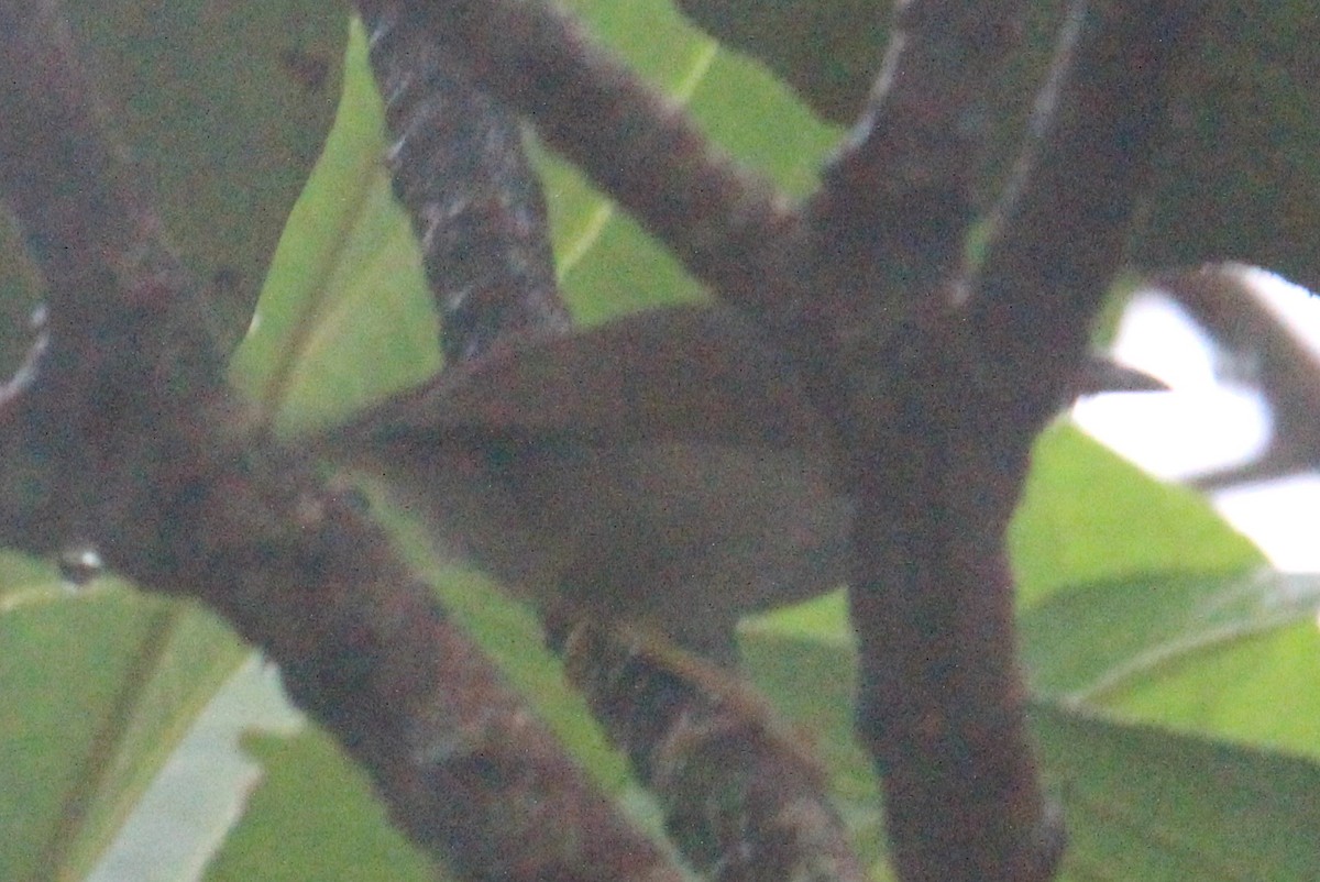 Gray-throated Babbler - ML620571539