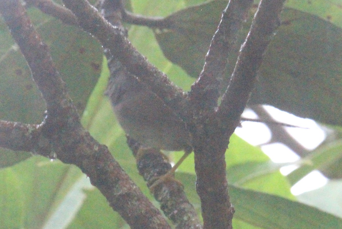 Gray-throated Babbler - ML620571541