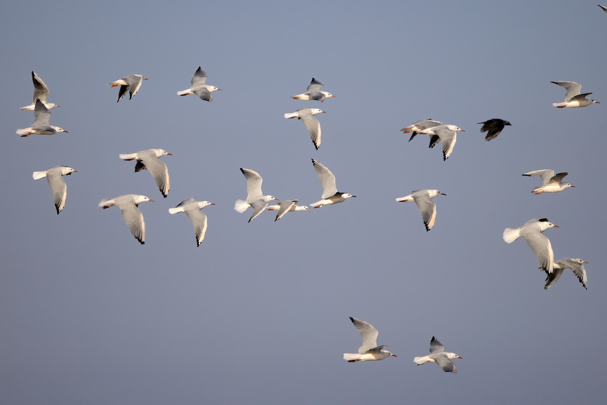 Slender-billed Gull - ML620571547