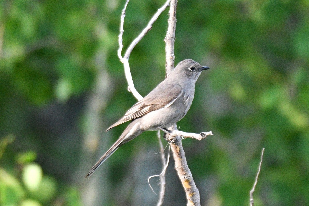 Townsend's Solitaire - Samuel Guiles