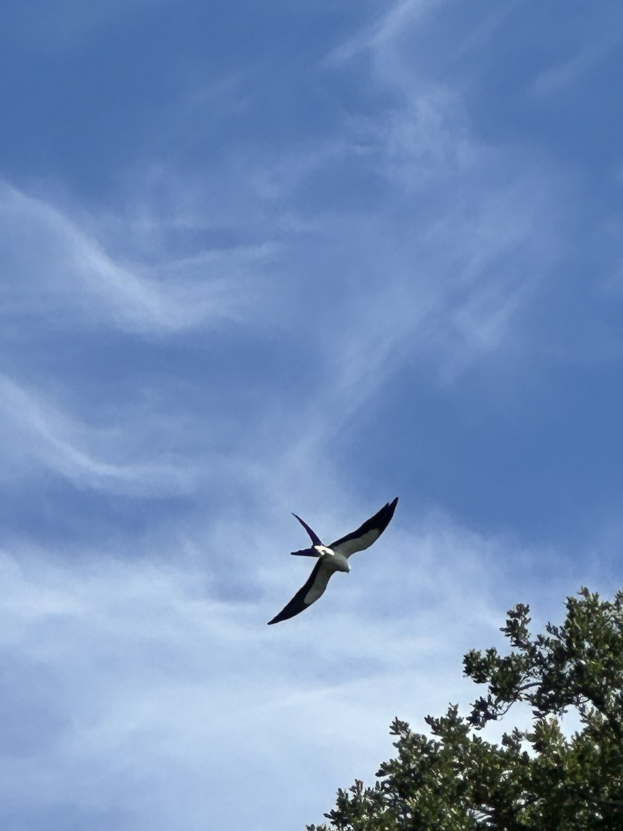 Swallow-tailed Kite - ML620571553