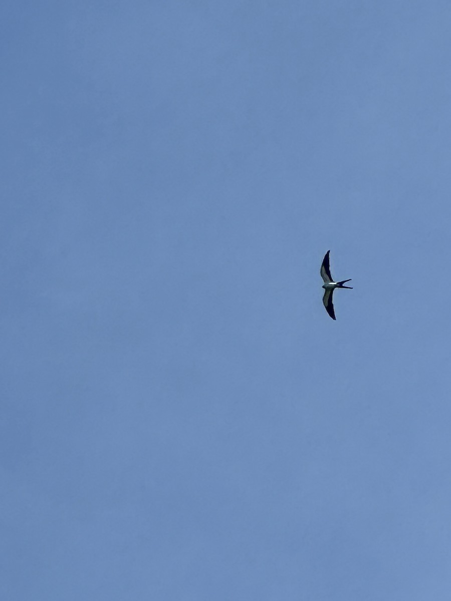 Swallow-tailed Kite - ML620571556