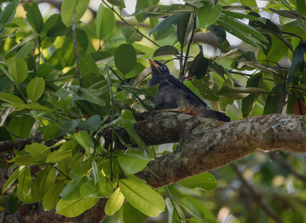 Brown Jay - ML620571564