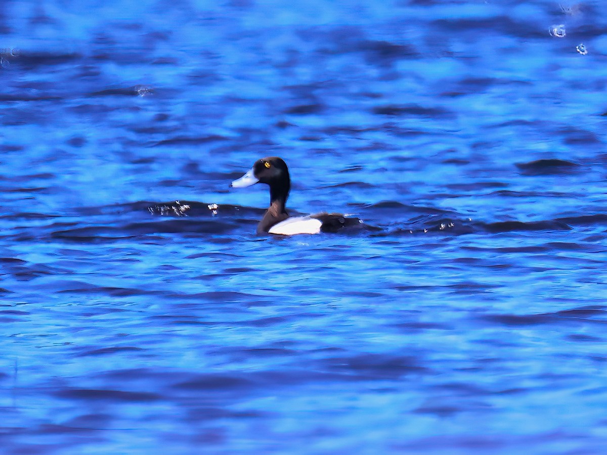 Lesser Scaup - ML620571566