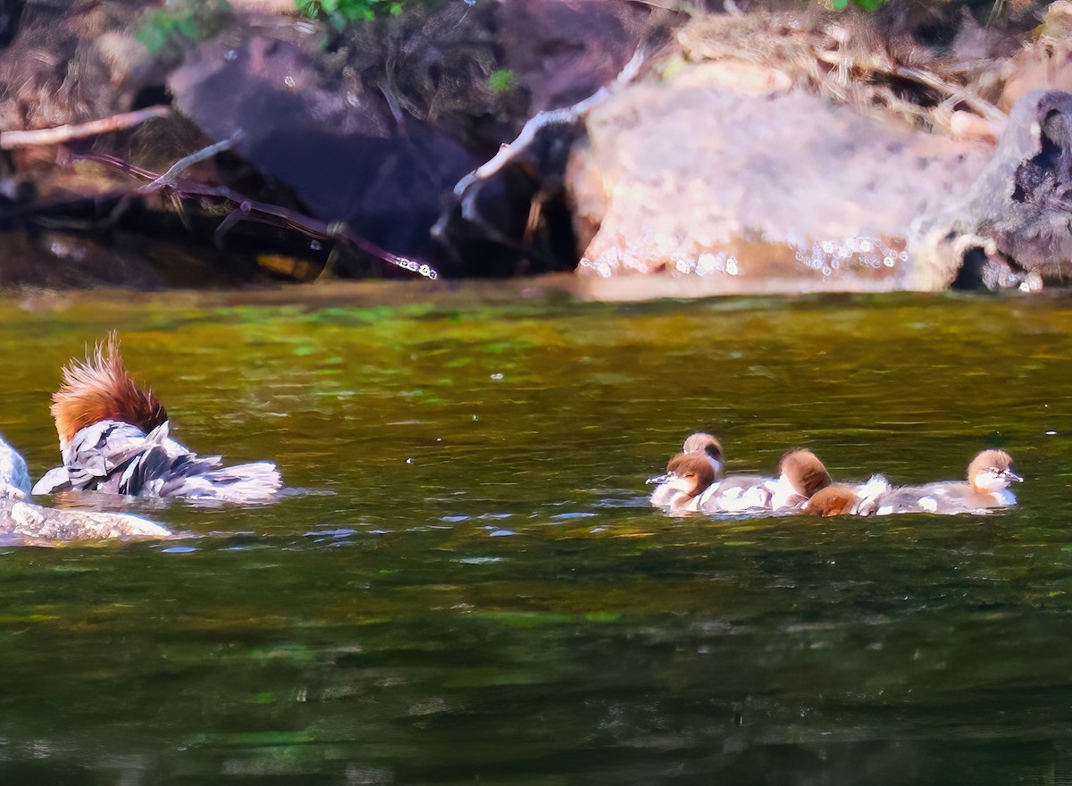 Common Merganser - ML620571571