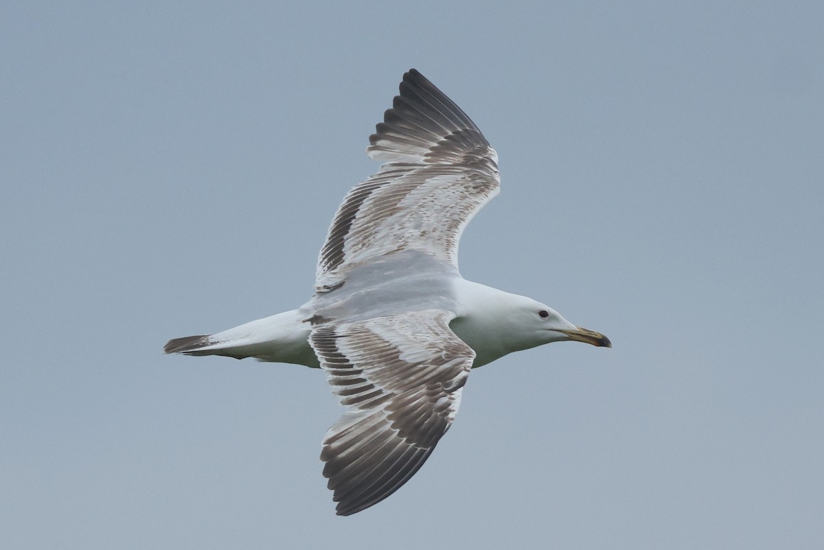 Gaviota del Caspio - ML620571577