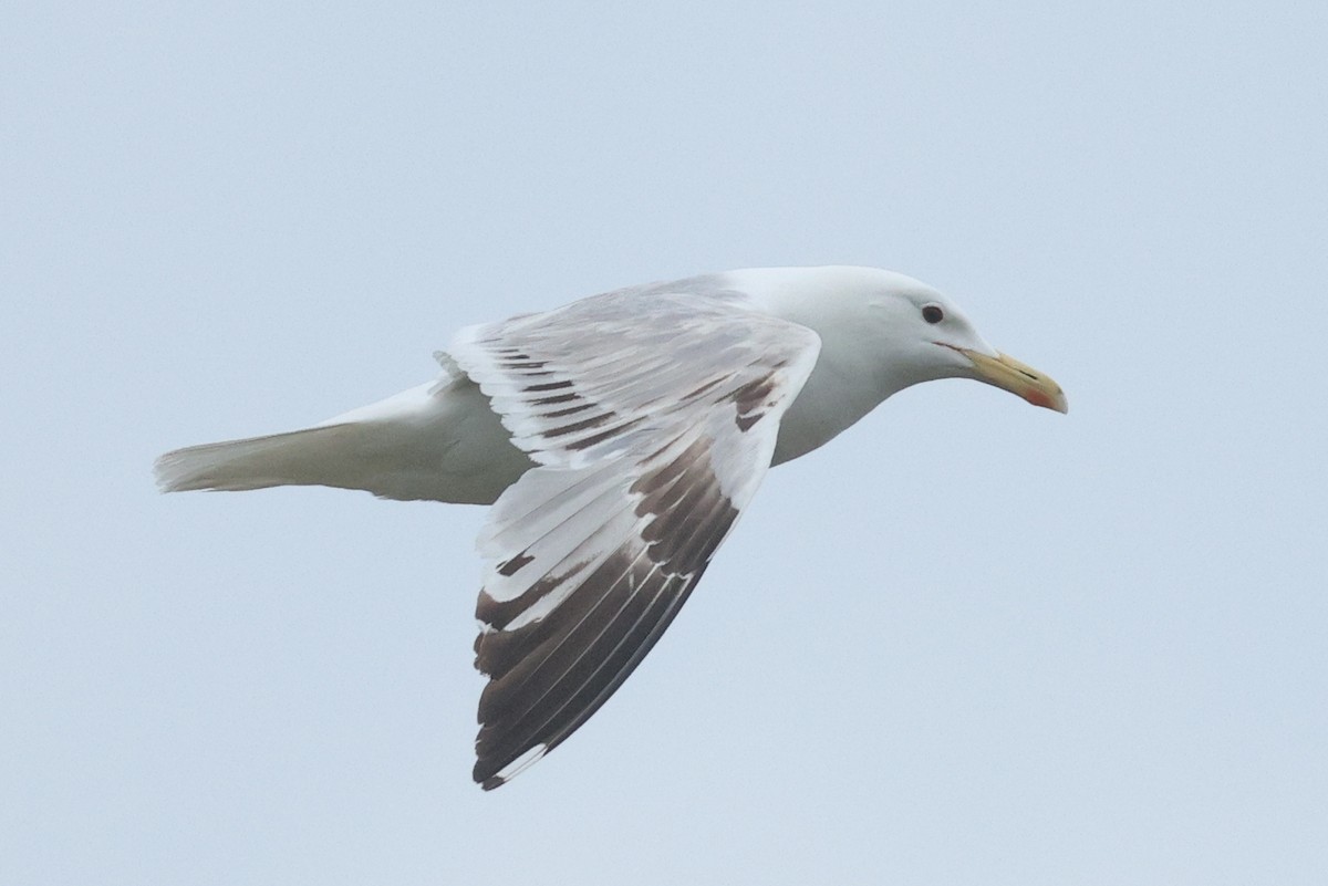 Caspian Gull - ML620571579