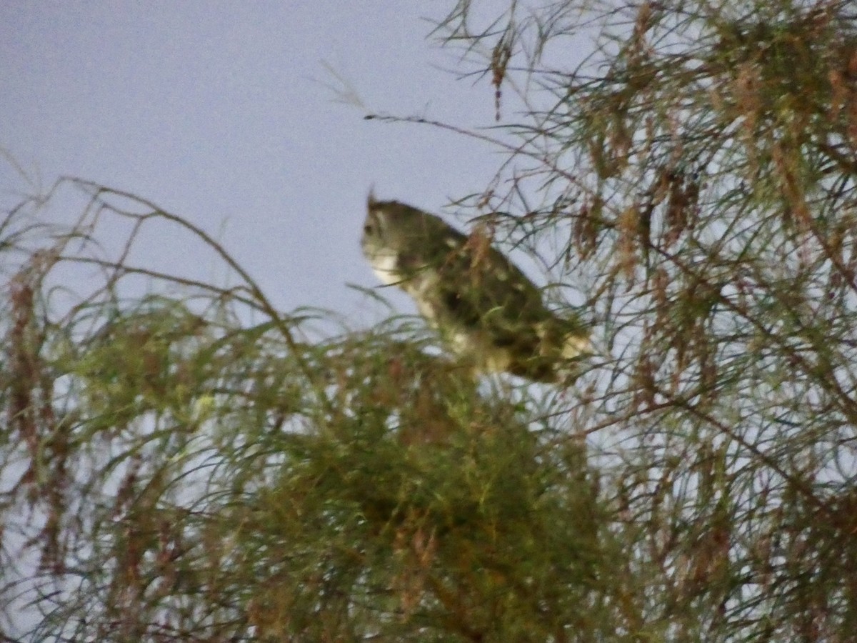 Great Horned Owl - ML620571580