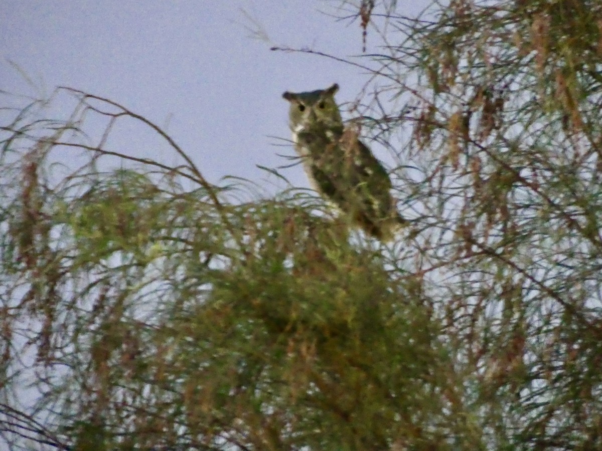 Great Horned Owl - ML620571581