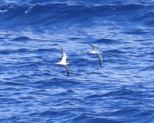 Sooty Tern - ML620571582