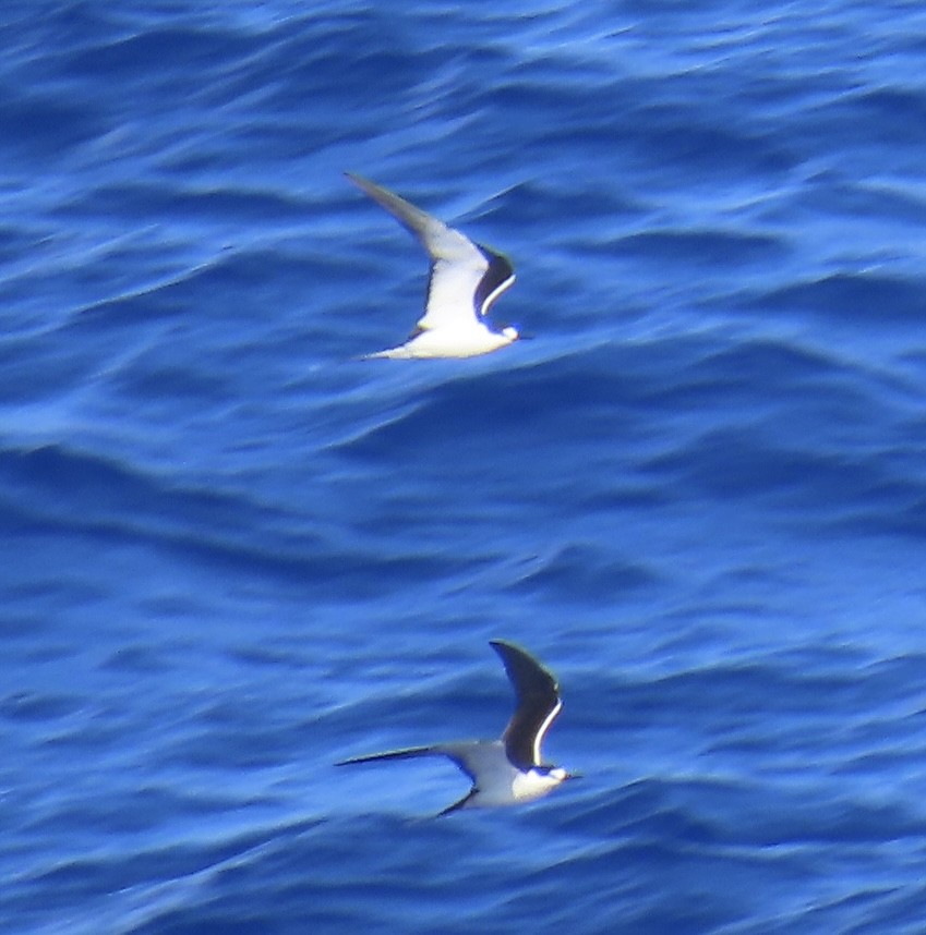 Sooty Tern - ML620571584