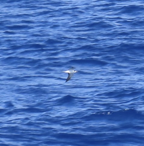 Sooty Tern - ML620571588