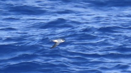 Rußseeschwalbe - ML620571589