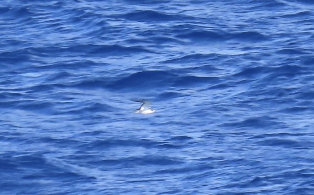 Sooty Tern - ML620571590