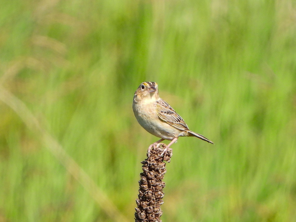 Grasshopper Sparrow - ML620571599