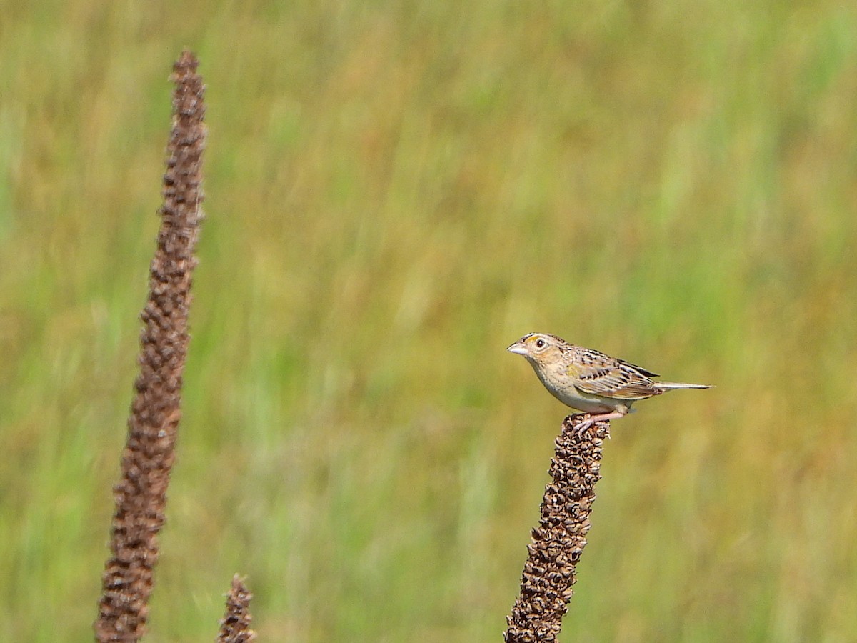 Grasshopper Sparrow - ML620571600