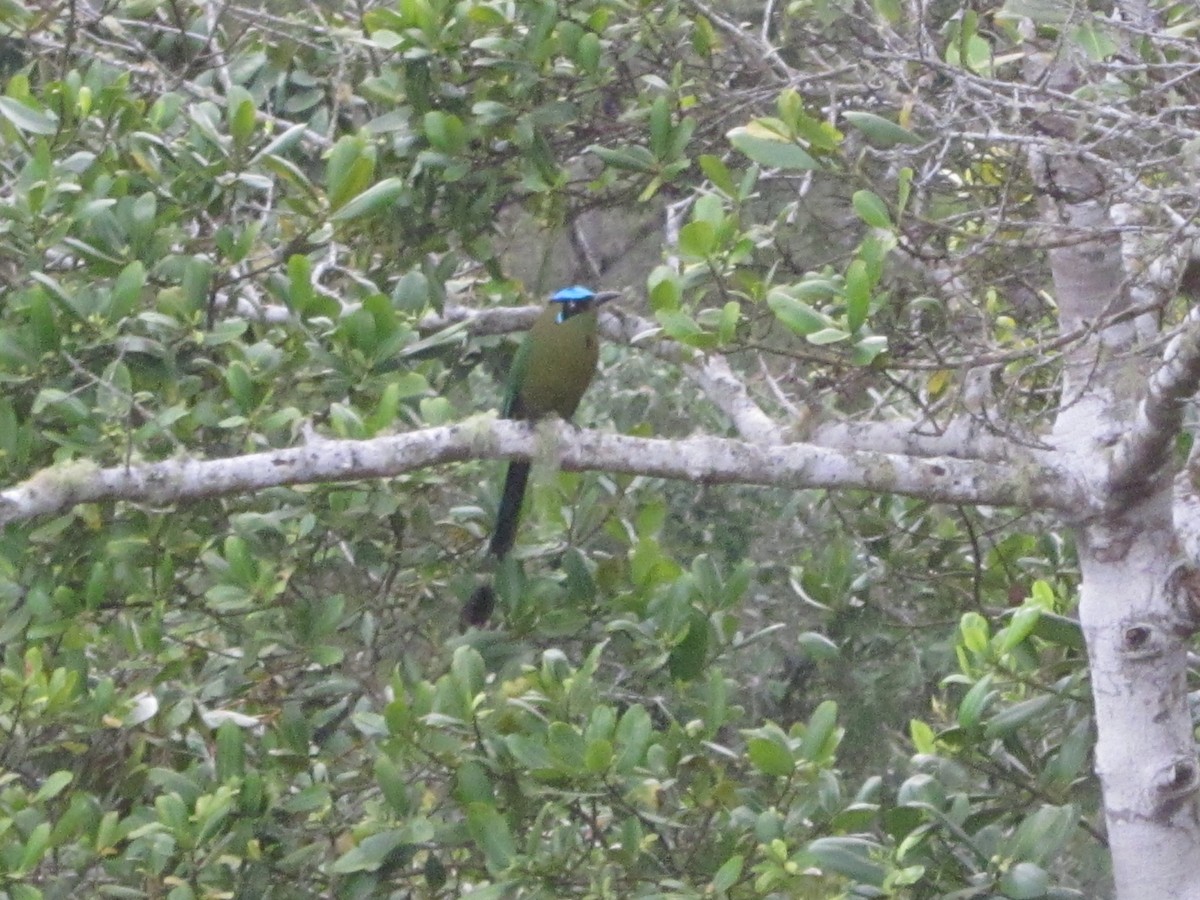 Andean Motmot - ML620571601