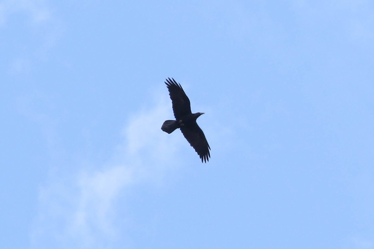 Common Raven - ML620571603