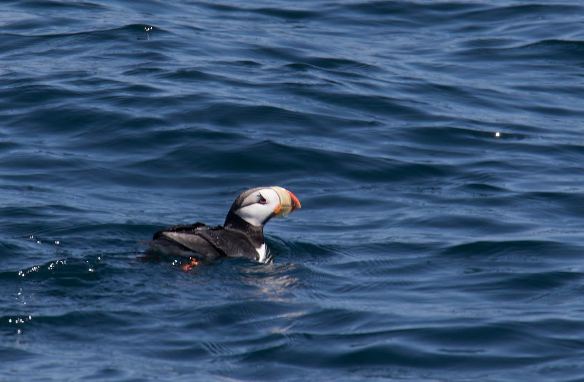 Horned Puffin - ML620571604