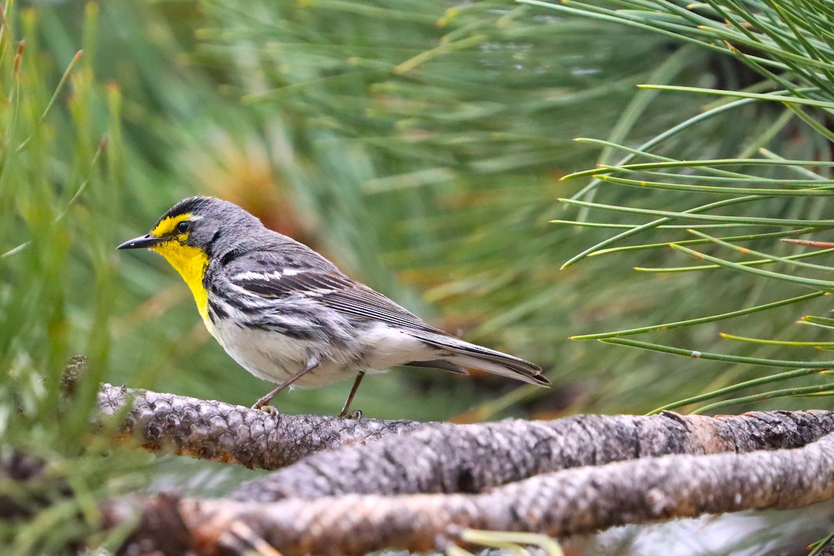 Grace's Warbler - ML620571612