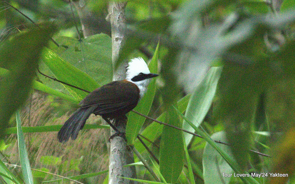 Chestnut-crowned Laughingthrush - ML620571615