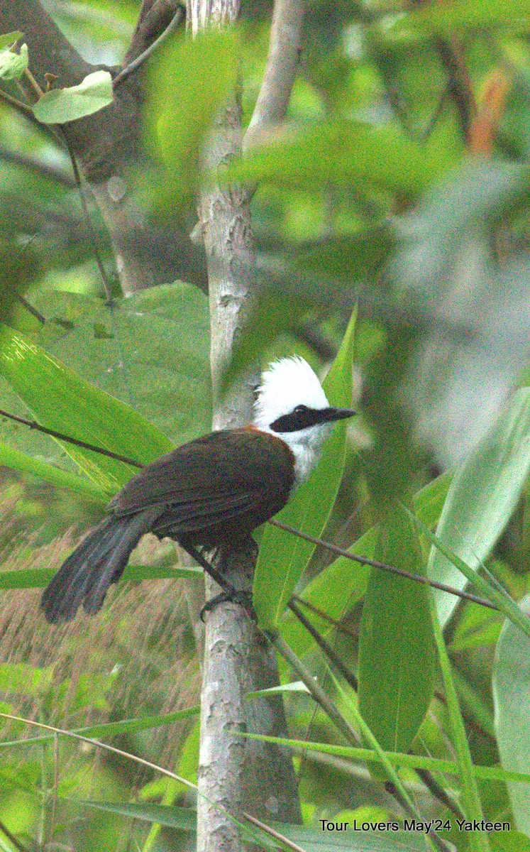 Chestnut-crowned Laughingthrush - ML620571616