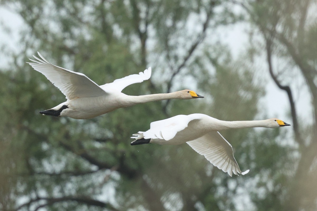 Whooper Swan - ML620571617