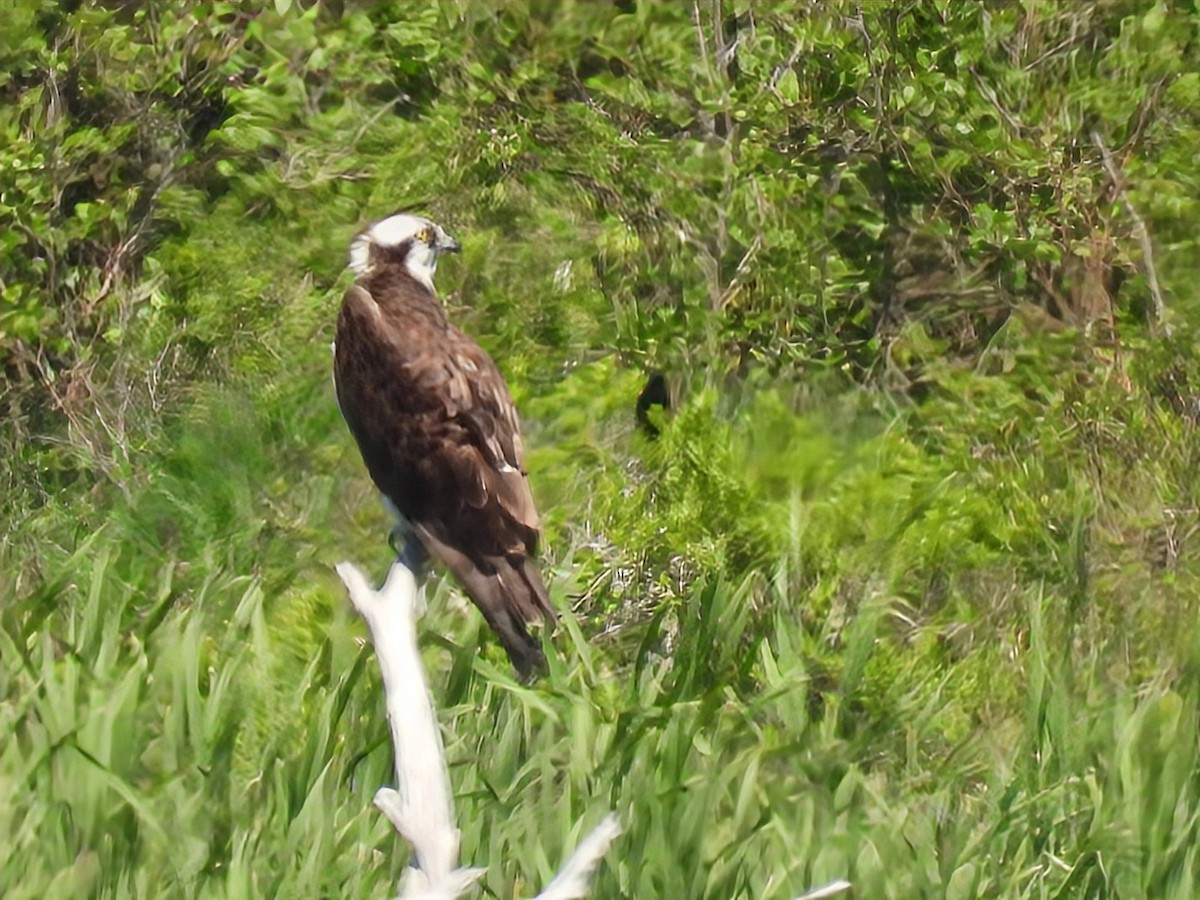 Balbuzard pêcheur - ML620571618