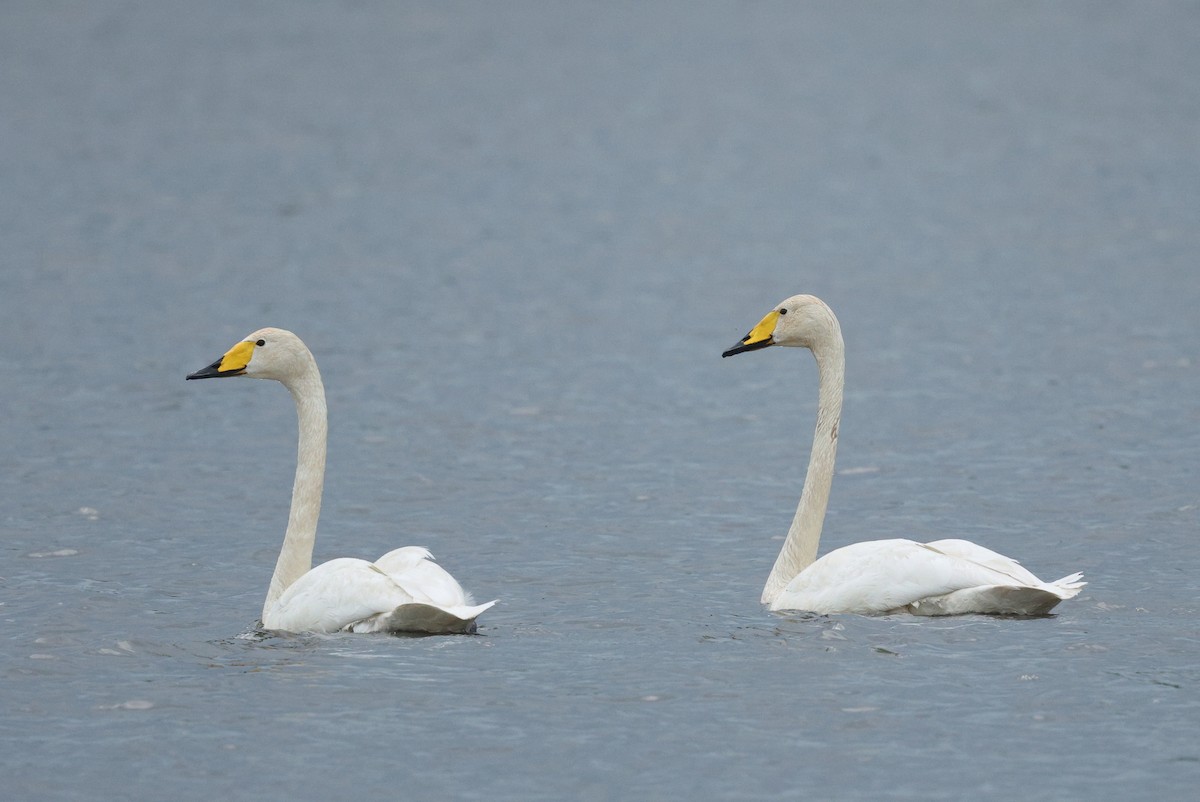 Whooper Swan - Łukasz Krajewski