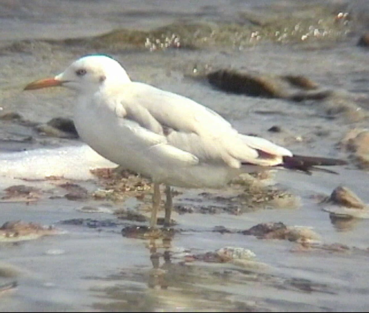 Slender-billed Gull - ML620571622