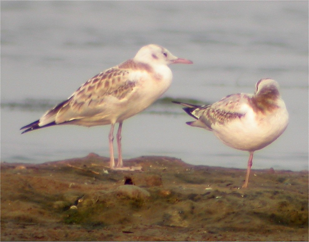 Slender-billed Gull - ML620571623