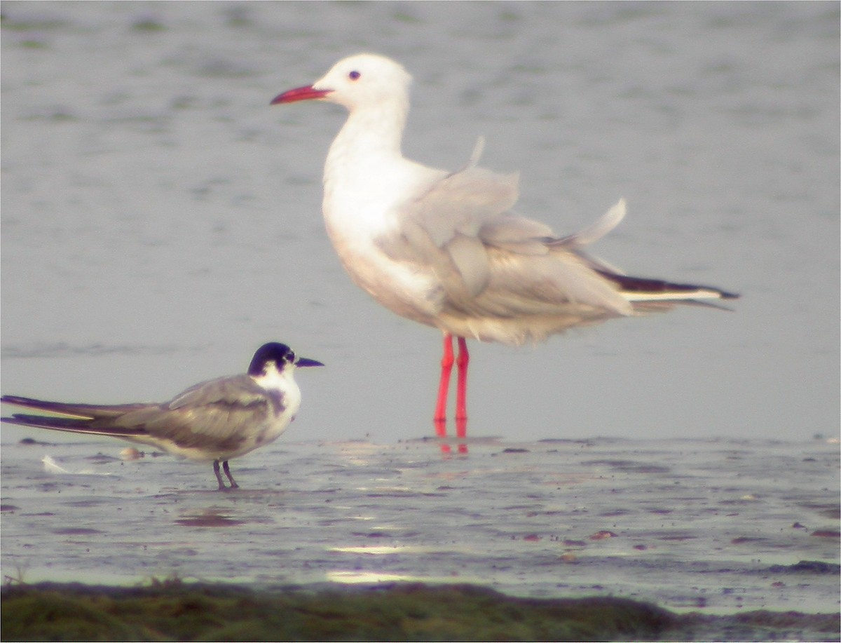 Slender-billed Gull - ML620571625